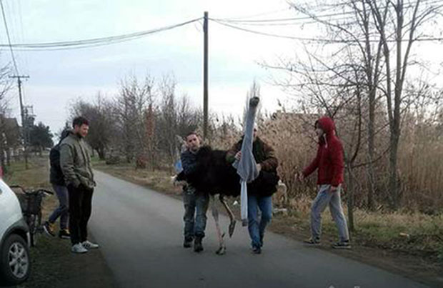 Цело село у потери за нојем